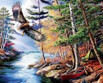 Орёл над рекой в густом лесу