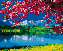 Белые горы и цветущая над озером сакура