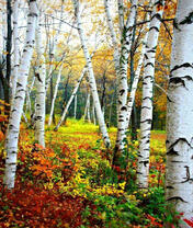 Прогулка по осеннем лесу