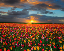 Поле разноцветных тюльпанов