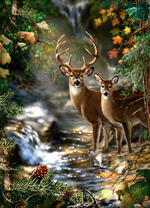 Пара оленей у лесного ручья