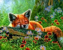 Мирно спящая лиса