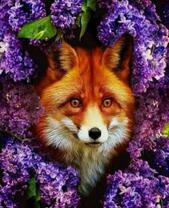 Лиса среди сирени