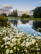 Туман над рекой и полем ромашек