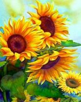 Ярко-жёлтые подсолнухи