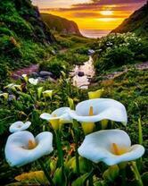 Поляна калл на берегу у моря