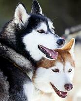 Две уставшие лайки