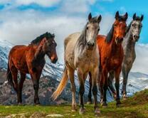 Дикие лошади в горах