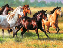 Стадо разных лошадей