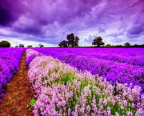 Поле цветущей лаванды