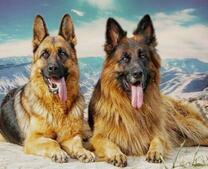 Две большие собаки на фоне гор