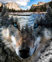 Образ волка на фоне горной реки