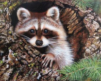 Милый енот выглядывает из дупла