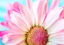 Нежно-розовый цветок