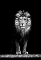 Лев вышел с темноты