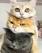 Три милых кота