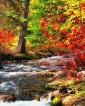 Красота осеннего леса