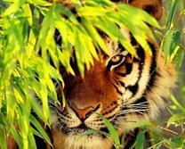 Тигр среди больших листьев