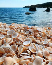 Ракушки у моря