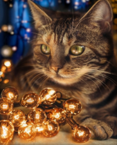 Кот с гирляндой