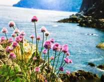 Нежные цветочки на фоне моря