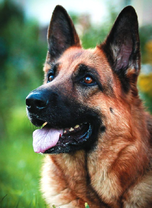 Довольный пёс