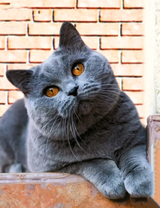 Серый кот с янтарными глазами