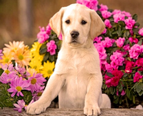 Светлый щенок у садовых цветов