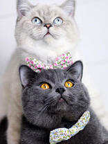 Пушистые котики с бантиками