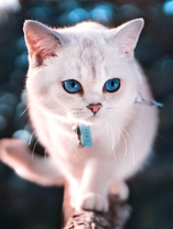 Белая кошечка с ошейником