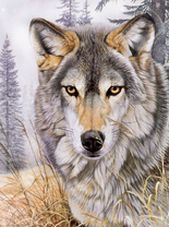 Волк в сером лесу