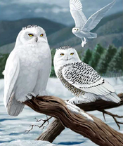 Белые совы на озере