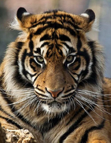 Портрет тигра