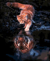 Рыжий кот с отражением тигра