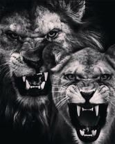 Разъярённый лев и львица