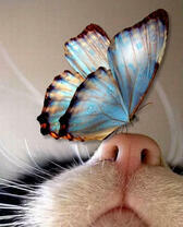 Нежно-голубая бабочка на котячьем носу