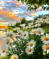 Крупные ромашки на берегу озера