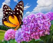 Бабочка на сиреневых цветах гортензии