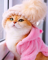 Рыжий котик в шапке и халате