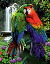 Два попугая Ара на ветке