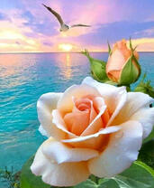 Чайная роза на фоне моря