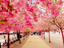 Парк цветущих сакур