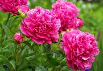 Куст ярких цветущих пионов