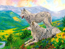 Два серых волка в летней долине