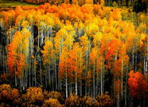 Вид сверху на осенний лес