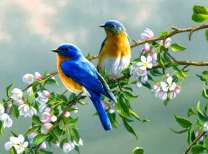 Пара птичек на ветке цветущей яблони