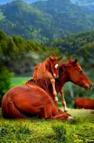 Лошадь и ее жеребенок в холмистой местности