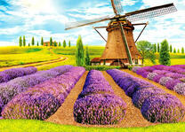 Лаванда и мельница