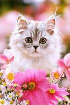 Маленький котёнок в ромашках и герберах