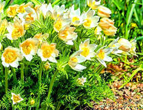 Белые весенние цветочки